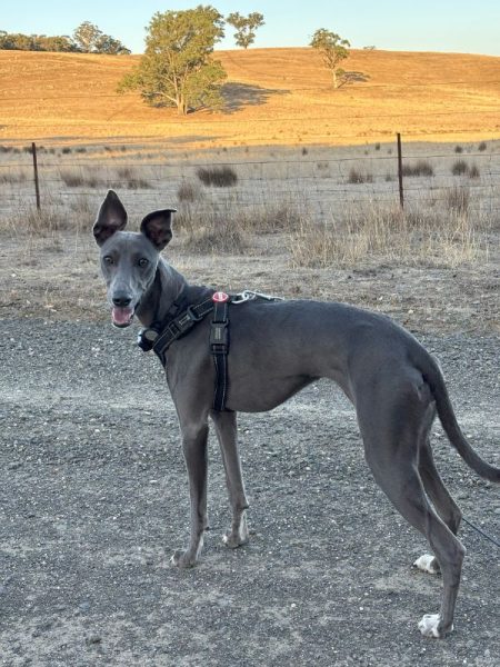 Whippet-adoption-success-stories