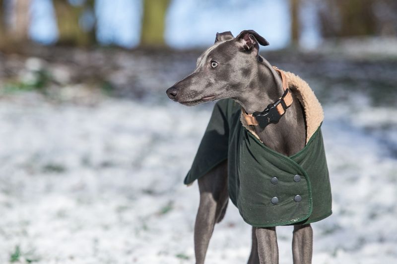 Whippet-Coat - Whippet Apparel