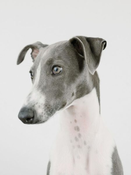 Whippet Dog