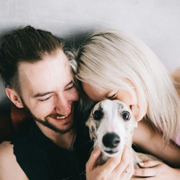 Whippet adoption Whippet adoption