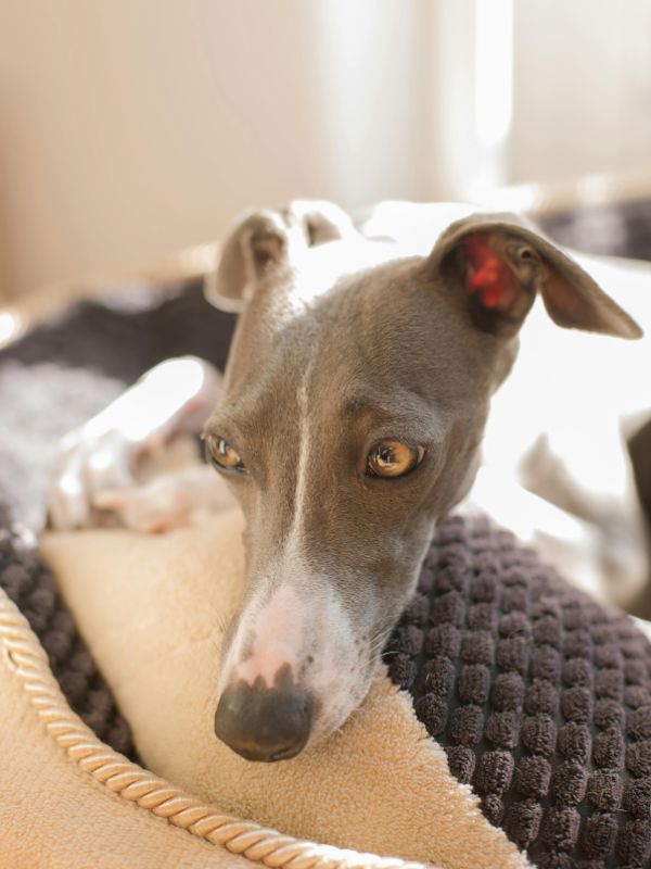 Whippet bed