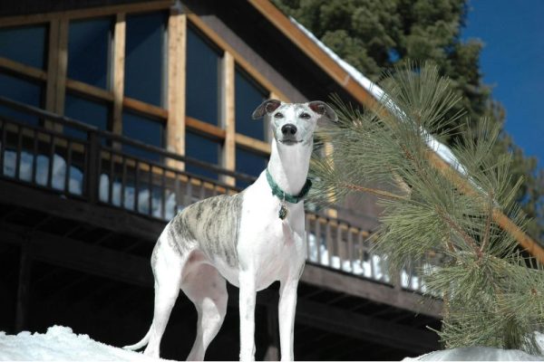Whippet-Breed Whippet Breed