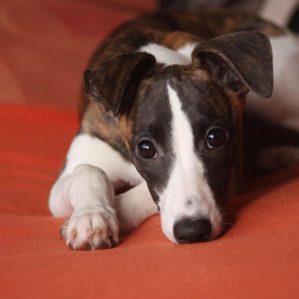 whippet-care and health