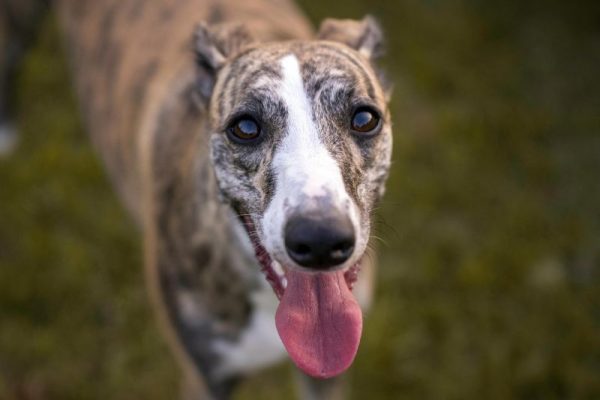Whippet-Breed-Clubs